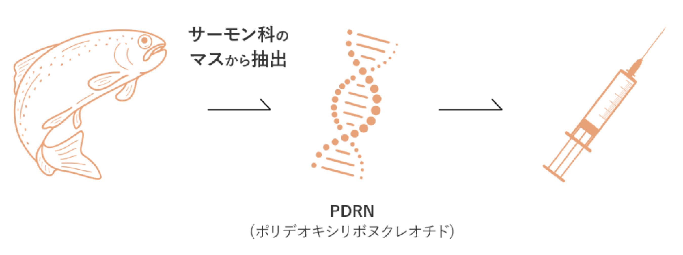 リズネの特徴01