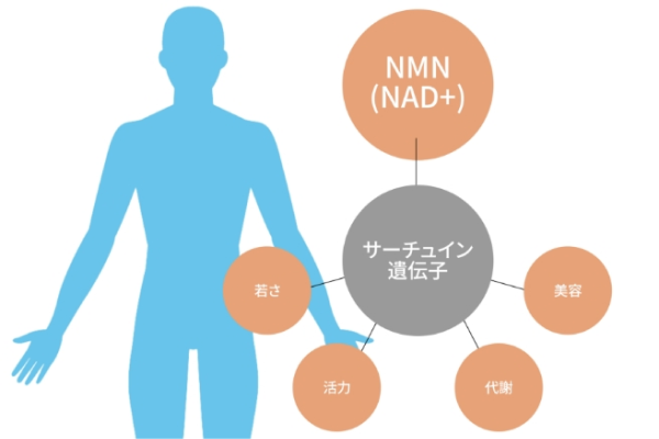 NMN点滴療法